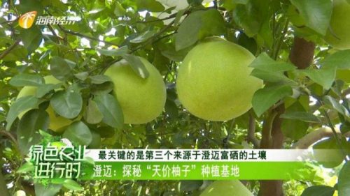 澄迈无籽蜜柚